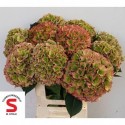 hortensia Pompidou classic -...