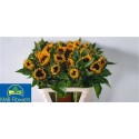 HELI SUNRICH ORANGE 2-3 - .
