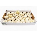 CUCURBITA Sier Cuc P Baby Boo X30 - Green...