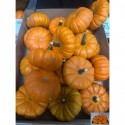 CUCURBITA JackbeLittle Mittel 30er Karton...