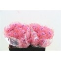 nutans Klbh Baby Pink 40cm - Green Flor BV