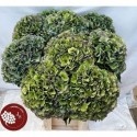 hortensia Parade classic 4-100-28 cdog -...