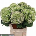 hortensia Verena classic groen paars 80cm...