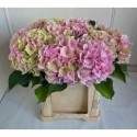 hortensia Verena CL 60cm Grote Container -...