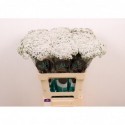 Achillea 'Neonglow Moon' - Marginpar / ET