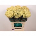 Achillea 'Neonglow Saffron' - Marginpar / ET
