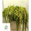Amaranthus Cycloop - A.A. Kwekerij