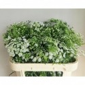 Ammi majus . - Van der Linden