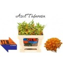 asclepsia Tuberosa - YZM Lev Flowers Ltd