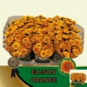 santini Ellison Orange 120 - Hans&Ruud...