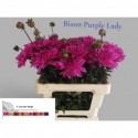 DAHLIA Bizon Purple Lady - F. van der Vlugt