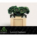 gerbera DARK vert APPLE DON LEO...