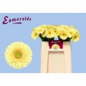 germini ROMILY - Esmeralda