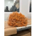 Gypso Teinte orange - Colombie