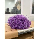 Gypso Violet - Colombie