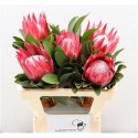 PROTEA CY MADIBA - .