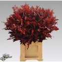 FEUILLES DE CHENE Pal 80 rouge kopie...