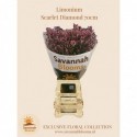 Limonium sinense Scarlet Diamond -...