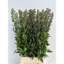 Aconitum Carmichaelii Arendsii - Kwekerij...