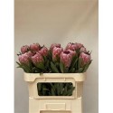 PROTEA PINK ICE - .