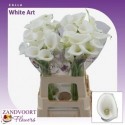 calla blanc ART - Zandvoort Flowers