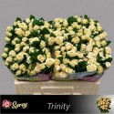 R branchue TRINITY - 050 - Sun Spray
