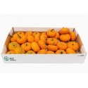 CUCURBITA Sier Cuc P Jack Be Little X30 -...