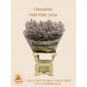 Limonium Safora Oshi Pink - Savannah Blooms