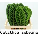 Calathea Zebrina - Green Flor BV