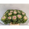 choux Bicolour 20stuks 60cm - Diunt Flowers