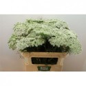 Ammi Vis Casablanca blanc Xtra - Boma Farms