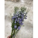 Delphinium Lavande - Colombie