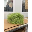 Gypso Teinte Vert - Colombie