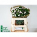 Dianthus barbatus 'Amazon Rose Magic' -...