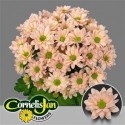 deco RESQ PEACH - .