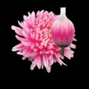 CHR G ANTONOV PASTEL PINK - .