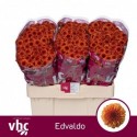 santini Edvaldo - van Helvoort Company