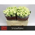 R branchue SNOWFLAKE - 050 - Sun Spray