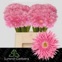 GE MS PUNKI MAY - Summit Klondike Gardens