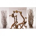Corylus - 100 cm - A. den Blanken
