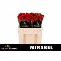 R branchue mirabel rouge - Tinaw Flower