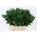 Ruscus hypophyllum - Basket of Flowers