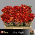 R branchue FIRE FLASH - 050 - SS - Sun Spray