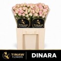 R branchue DINARA - Tinaw Flower