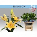 lilium Shine On - VOF Dolf de Wit en Zonen