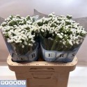 lim sin Frost Wings - Fers Flowers