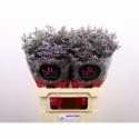 Limonium 'Skylight' - Marginpar / KS
