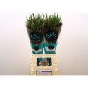 Pennisetum Black Fox - Marginpar / BF
