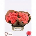 R GR Eloise - Kluempen Roses
