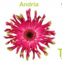 GE Pastini Andria - Topline Gerbera